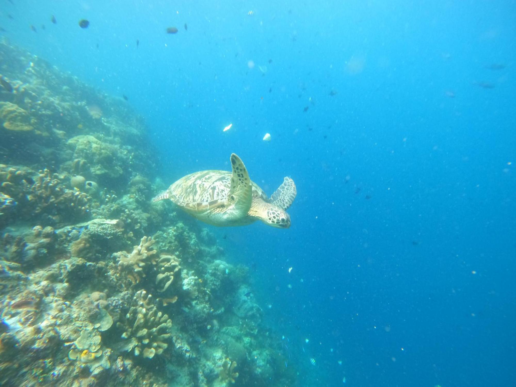 4 Sisters Divers Бунакен Экстерьер фото