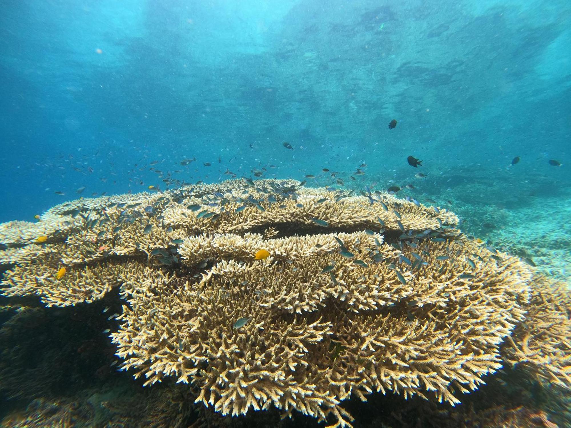4 Sisters Divers Бунакен Экстерьер фото