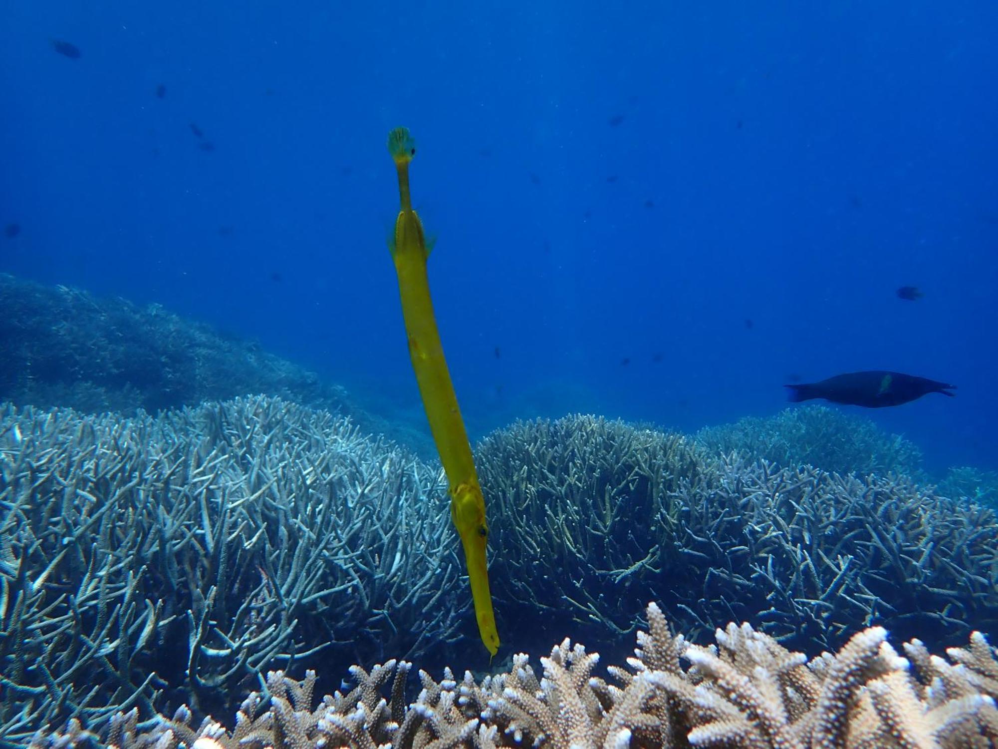 4 Sisters Divers Бунакен Экстерьер фото