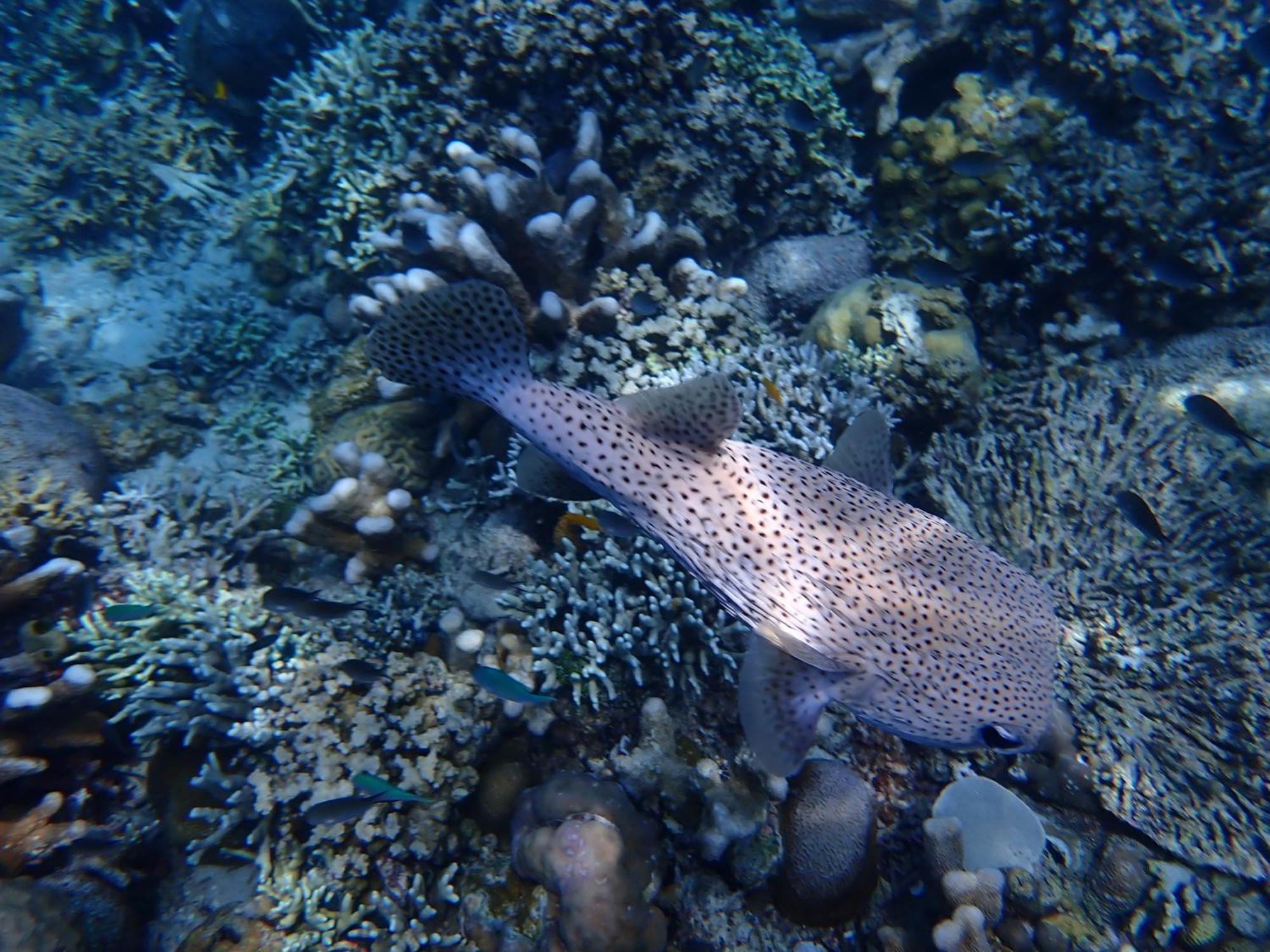 4 Sisters Divers Бунакен Экстерьер фото
